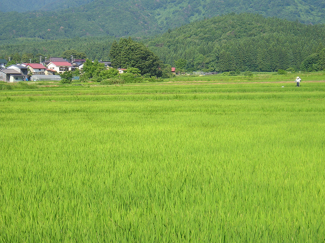 japanese rice field japanese rice field