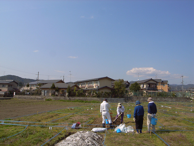 japanese rice field japanese rice field