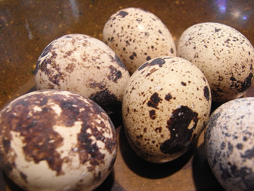 egg