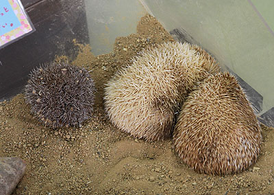 hedgehog01.jpg