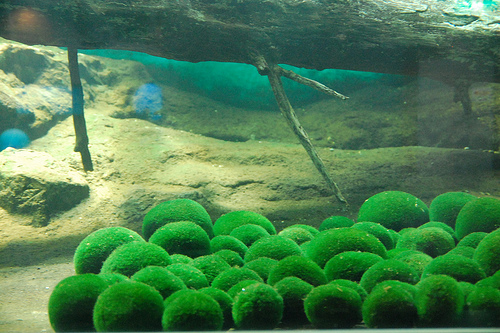 marimo