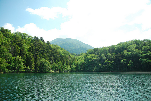 marimo