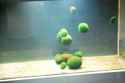 marimo