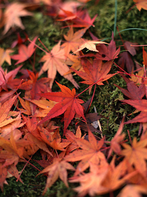Japanese leaf