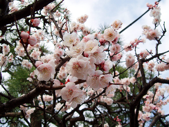 plum in Japan