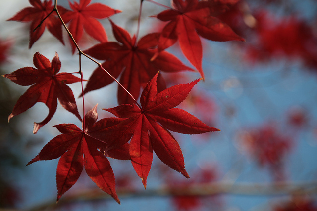 japanese autumn leaves