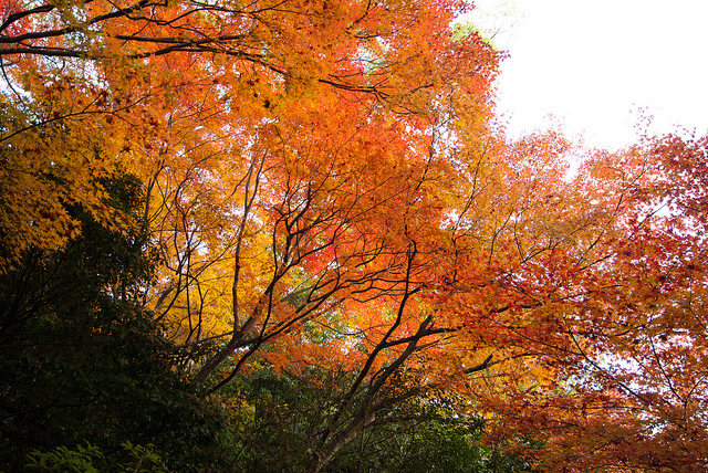 japanese colored leaves