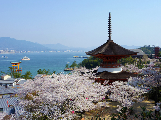 itsukushima and sakura