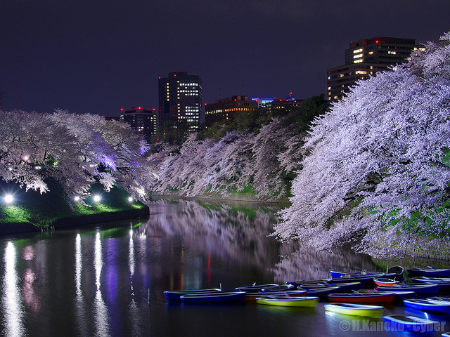 sakura cherry blossom