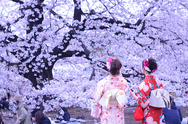 japanese sakura