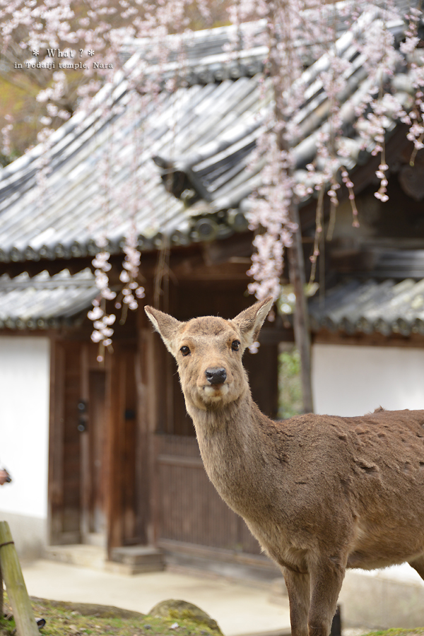 20140406_photoblog_todaiji temple and deer on a spring day