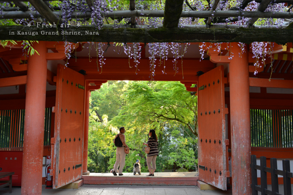 20140524_photoblog_red gate and wisteria