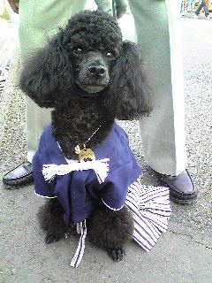 kimono_dog