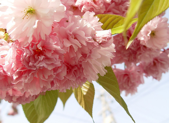 Sakura cherry blossom