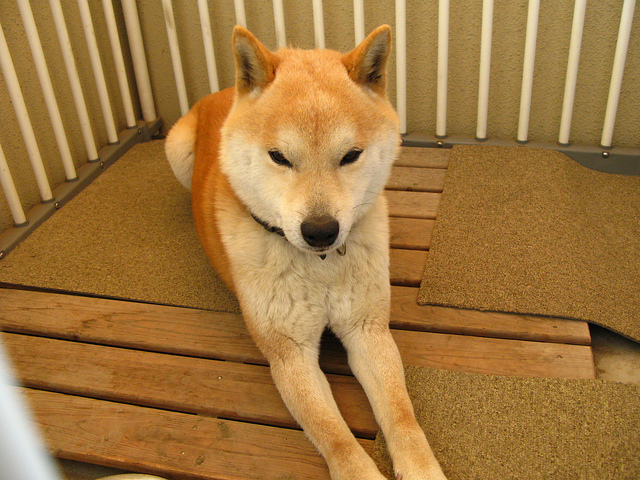 Japanese dog