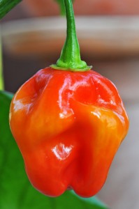 Habanero