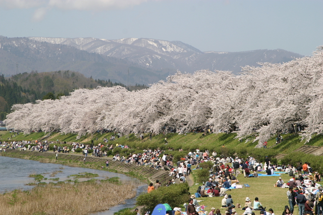 cherry blossom