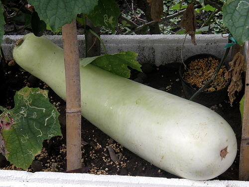 Sponge Gourd