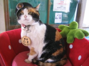 Station-Master_Tama