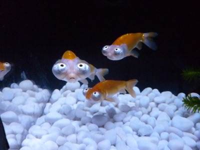 Japanese gold fish