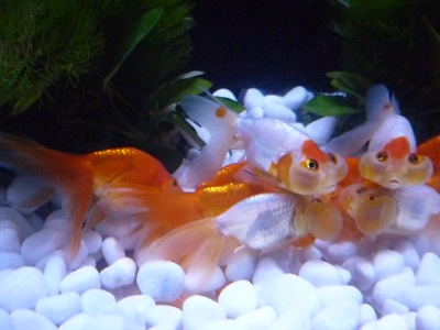 Japanese gold fish