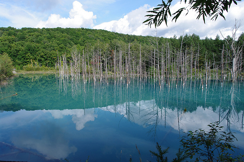 japanese blue pond