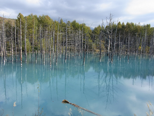 japanese blue pond