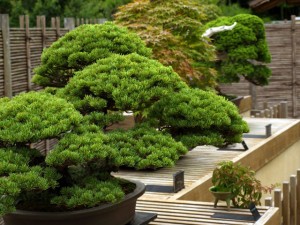 bonsai