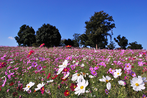 Cosmos field in Showa Memorial Park. "nakimusi" some rights reserved. flickr