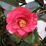 Camellia (Tsubaki). "Nemo's great uncle" some rights reserved. flickr