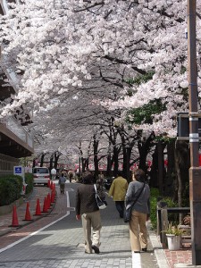 cherry blossom