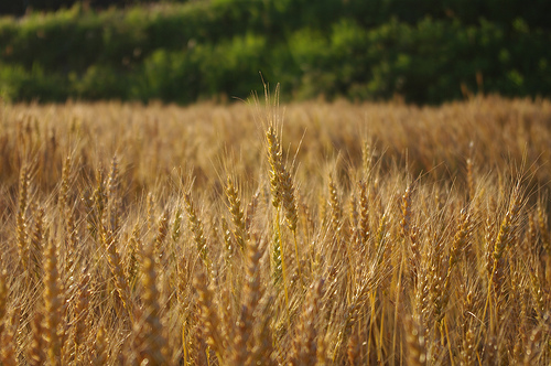 paddy field