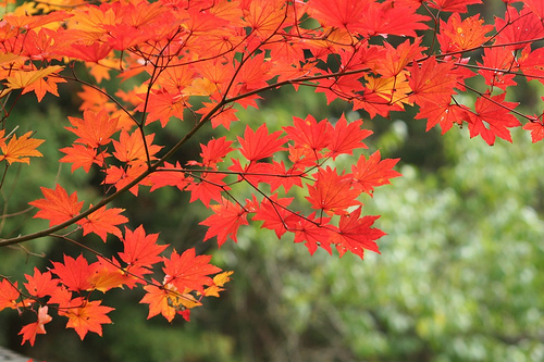 japanese autumn