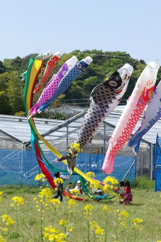 koinobori