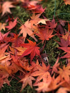 Japanese Momiji