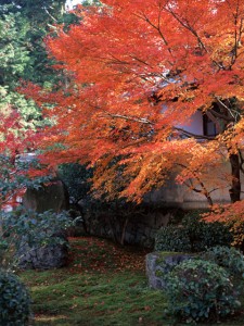 Japanese Momiji