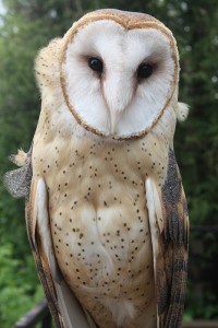 Barn Owls. "myoldpostcards" some rights reserved. flickr