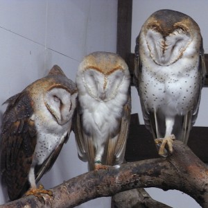 Sleeping Barn Owls. "staticlayer" some rights reserved. flickr