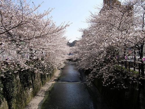 sakura