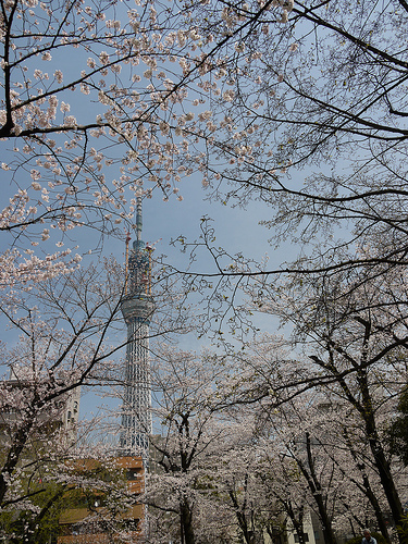 sakura