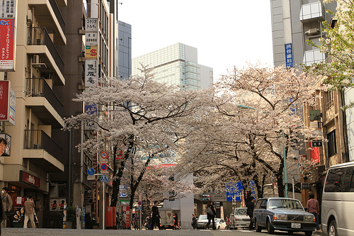 sakura