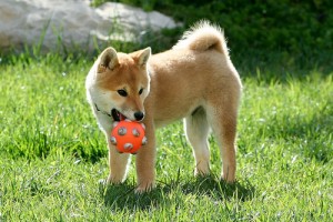 Young Shiba. "tachikoma" some rights reserved. flickr