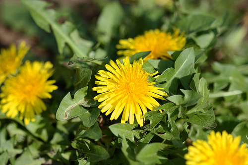 tanpopo