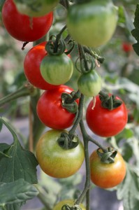 Home Planted Tomato