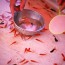 Japanese “Kingyo sukui” — Goldfish scooping game!