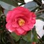 Japanese Camellia (TSUBAKI) Oil