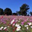 Beautiful Cosmos Blossoms in Japan