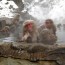 Japanese Snow Monkeys in Hot Spring