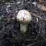 Dainties of Autumn: Matsutake Mushroom Hunting