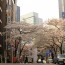 Top 5 Cherry Blossom Viewing Spots in Tokyo
